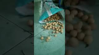 Buah langsat😋😋 viralvideo 11102024 [upl. by Edivad456]