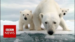 Invasion of the polar bears  BBC News [upl. by Somerville]