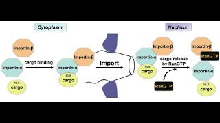 Importins Karyopherin How proteins are transferred from cytoplasm to the nucleus of a cell [upl. by Einuj]