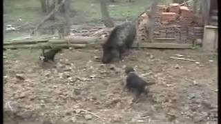 Deutscher Jagdterrier vs Wild boar  terijer sa dsvinjom [upl. by Lletnom]