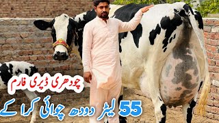 Garlando Cows in Sargodha  Cows For Sale in Punjab  Big Cows  10 May 2024 [upl. by Kearney]