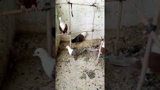 Karbalai Pigeons  Karbalai Kabootar  Best Pigeons [upl. by Nnayd]