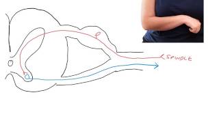 Pathophysiology of spasticity following UMN lesions [upl. by Lansing]