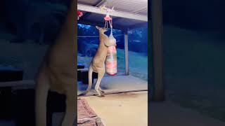 Kangaroo boxing fight 🦘 🥊 Funny Animals video funnyanimals ytshorts youtubeshorts kangaroo Cat [upl. by Hamid291]