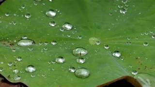 Lotus in the Rain 雨の蓮池公園（4k）土佐市 [upl. by Lhamaj]