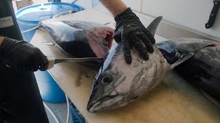 How to Fillet Bluefin Tuna [upl. by Tiloine]