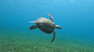 Snorkeling in the Turks and Caicos [upl. by Coppins753]