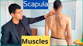 Scapulohumeral rhythmpush up test [upl. by Fabrice]