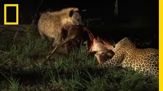 Hyenas Fight Leopard for Kill  National Geographic [upl. by Swan]