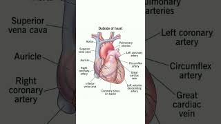 Human Heart education biology ytshorts youtubeshorts heartcondition [upl. by Stromberg620]