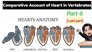 6Comparison Table of Heart in Vertebrates amp Aortic ArchScoliodonRanaCalotesColumbaOrychtolagus [upl. by Aivatahs]