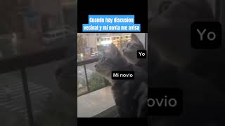 Cuando empieza la discusión vecinal youtubeshorts gatos cat humor gato [upl. by Nitsirc]