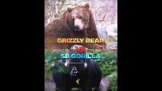 Grizzly Bear VS Silverback Gorilla  youtubeshorts [upl. by Trinl]