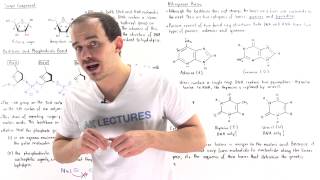 Composition of Nucleic Acids [upl. by Maon]