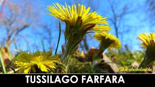 PILLOLE ETNOBOTANICHE  La Tussilago farfara [upl. by Enrak243]