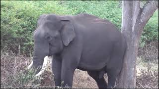 Elephant attack near Sathyamangalam deep forest  Angry elephants screaming very loudly [upl. by Cahn]