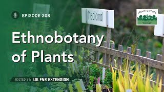 Ethnobotany of Common Plants  From the Woods Today  Episode 208 [upl. by Etz]