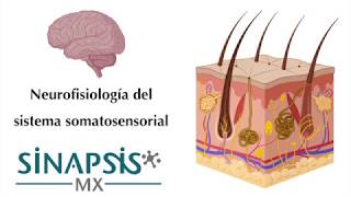 Sistema somatosensorial [upl. by Eiger]