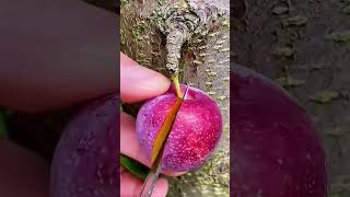 Smart Farmer Farming Fruits With This Technique 🍎subscribe shortsfypviralnew farmingshorts20 [upl. by Esli]