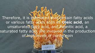 How to increase the level of Cordycepin content of Cordyceps militaris [upl. by Ynneb]