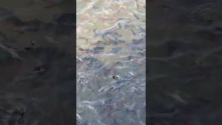 Mae Klong River Fish Feeding Secrets Revealed [upl. by Sackman349]