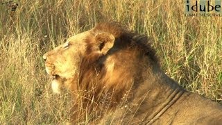 Powerful Roar of 3 Male Lions [upl. by Renado557]