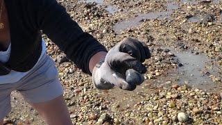 Pêche aux palourdes Noirmoutier [upl. by Alarise]