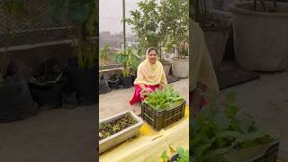 Rooftop Garden Update Radish Fenugreek amp Garlic Growth Progress rooftopgardening organicfarming [upl. by Siger]