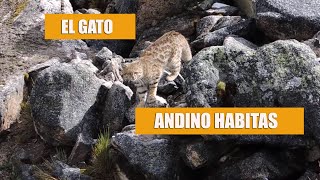 ✔️Un Animalito en Peligro de Extinsion  El Gato Andino [upl. by Fira]