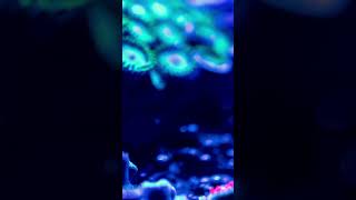 Zoa garden short aquarium zoanthids marine reef [upl. by Hgielsa233]