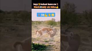 Leave me😳  bobcat attack  animal hunting  cat lovers  Wildshikaari007  shorts nature [upl. by Novoj]