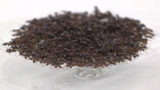 Amazing movie of fire ants forming escape rafts [upl. by Mackler188]