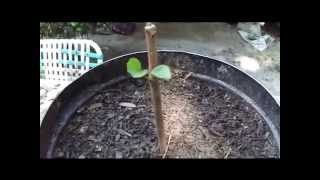 How To Grow Fruit Trees From Cuttings By Rick Gunter [upl. by Zoilla]