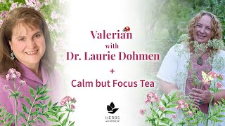 Valerian with Dr Laurie Dohmen  Calm but Focus Tea Blend [upl. by Gratiana]