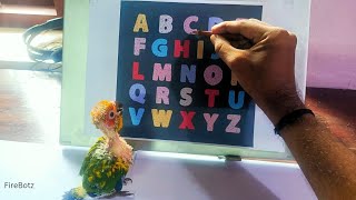 Alphabet Reads by Conure Chick  22 Days Old  World record  viralvideo [upl. by Gavrah]