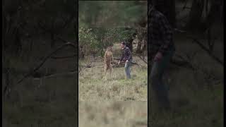 KANGAROO VS MAN kangaroo man fight dog [upl. by Atiragram753]