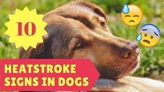 10 Heatstroke Signs in Dogs [upl. by Linnie354]