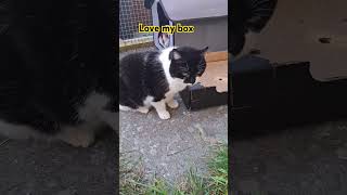 Cats love boxes 😆 cat cute viralvideo trending [upl. by Kania671]