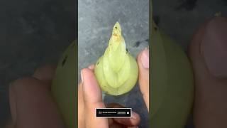 Cutting for Amalaki fruit simple style reels viralshorts trending popular RMcutting78 like [upl. by Ydok870]