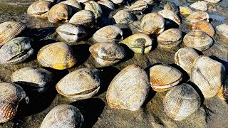 Getting steamer clams with barefoot [upl. by Aihsela]