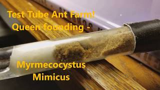 Test Tube Ant Farm Queen Founding  Myrmecocystus Mimicus honey pot [upl. by Klimesh]