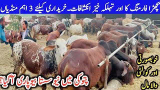 Special OffersTop Beautiful Sahiwal Brahmin Cattle Farm in Pattoki Pakistan [upl. by Thorr]