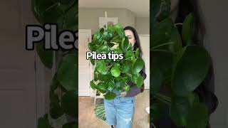 My Pilea Peperomioides Care Tips [upl. by Billen876]