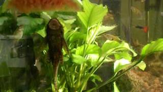 Ancistrus Mal  Catfish eating watermelon in aquarium [upl. by Avat]