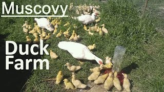 Muskovy Duck Farm 🐣👐👐 [upl. by Slack]