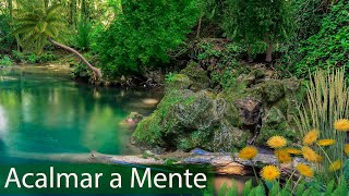 Alívio para o Stress e Ansiedade  Relaxar com Música e Sons da Natureza  Meditação para Acalmar [upl. by Stuckey254]