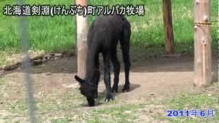 2011北海道剣淵町アルパカ牧場 [upl. by Annia]