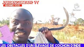 élevage de cochon dInde en Afrique  les obstacles [upl. by Glynnis]