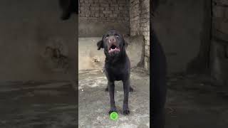 Les chiens détestent quand tu fais ça  chien chiens animaux [upl. by Ahsiema855]