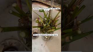 Surface Sterilisation of sample for microbe isolation microbiology microbes endophytes [upl. by Rosalyn]